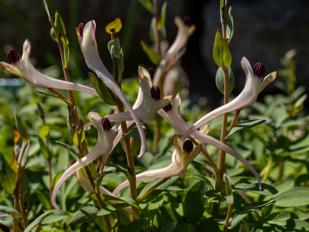 !corydalis-schanginii_2025-04-26_1-5