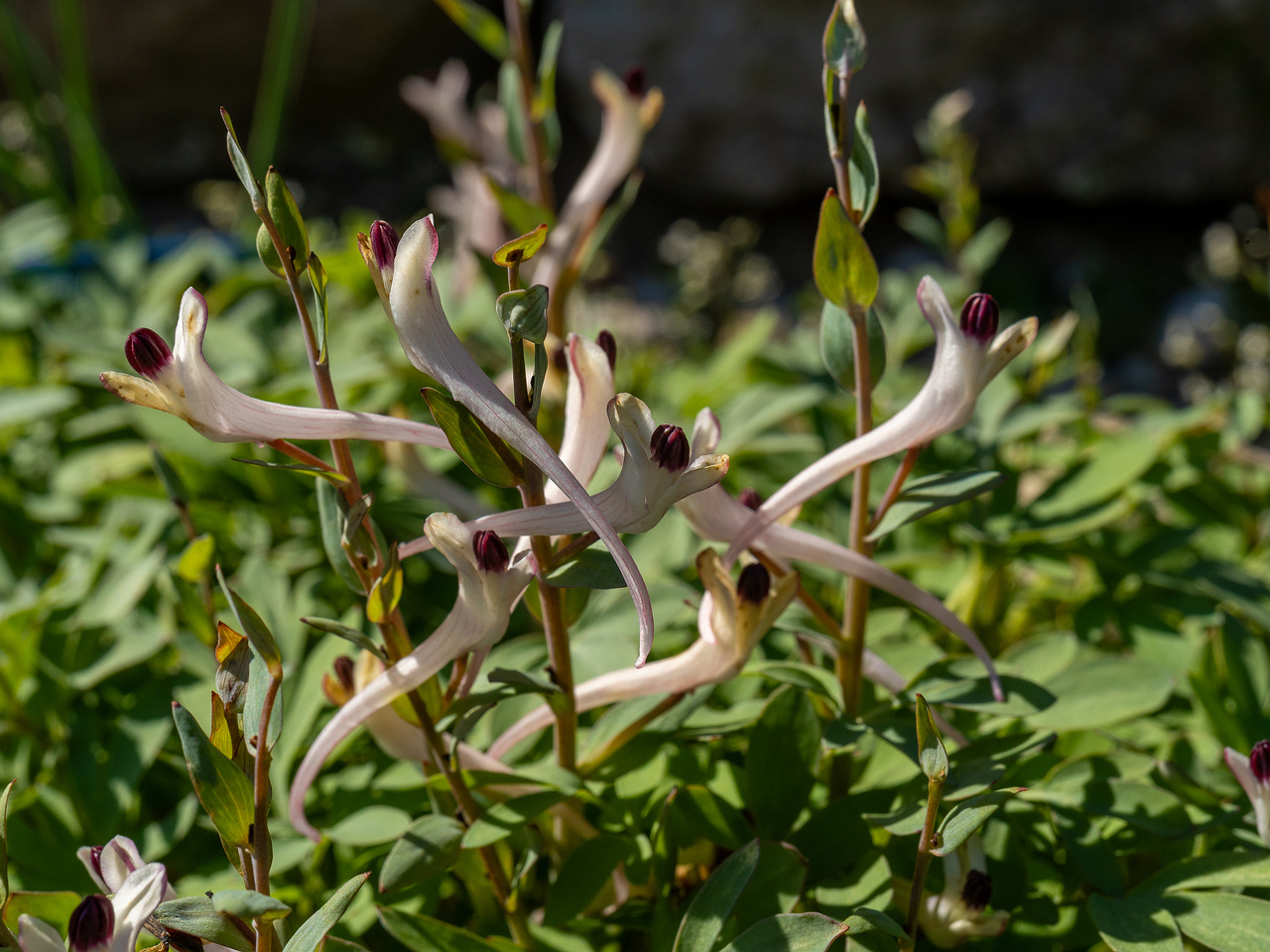 corydalis-schanginii_2025-04-26_1-2