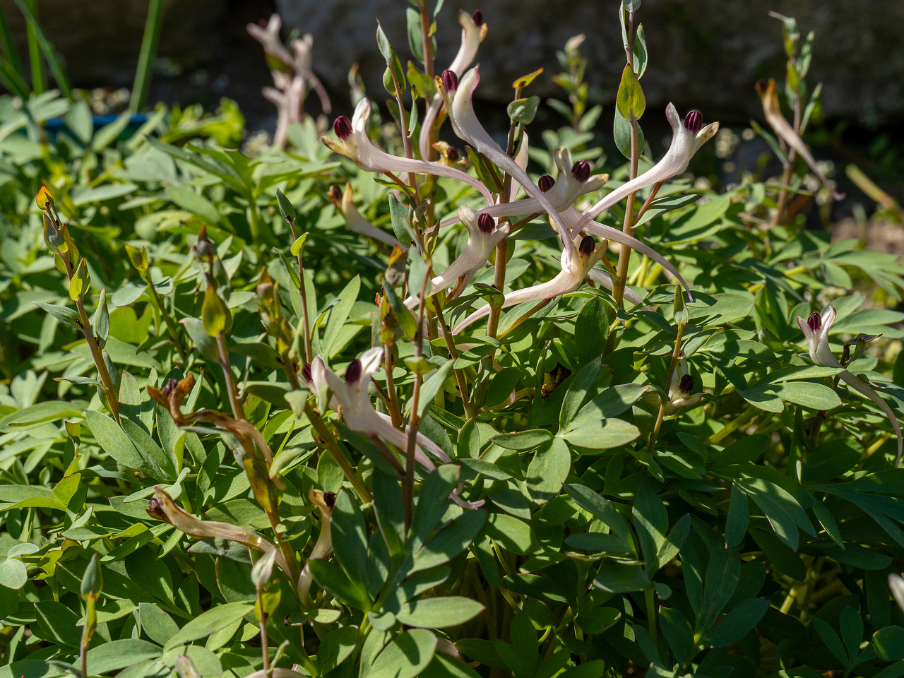 corydalis-schanginii_2025-04-26_1-3