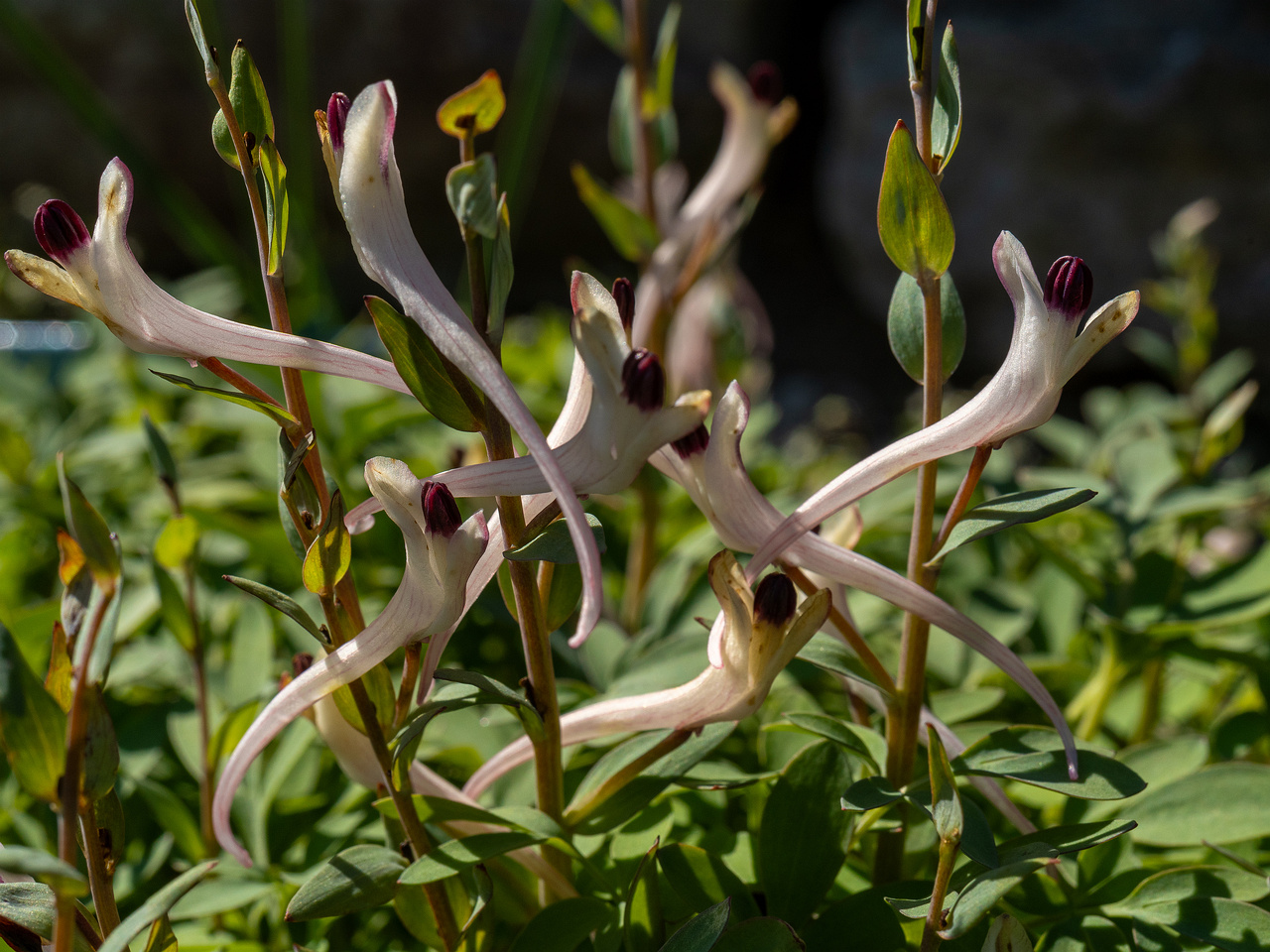 corydalis-schanginii_2025-04-26_1-4