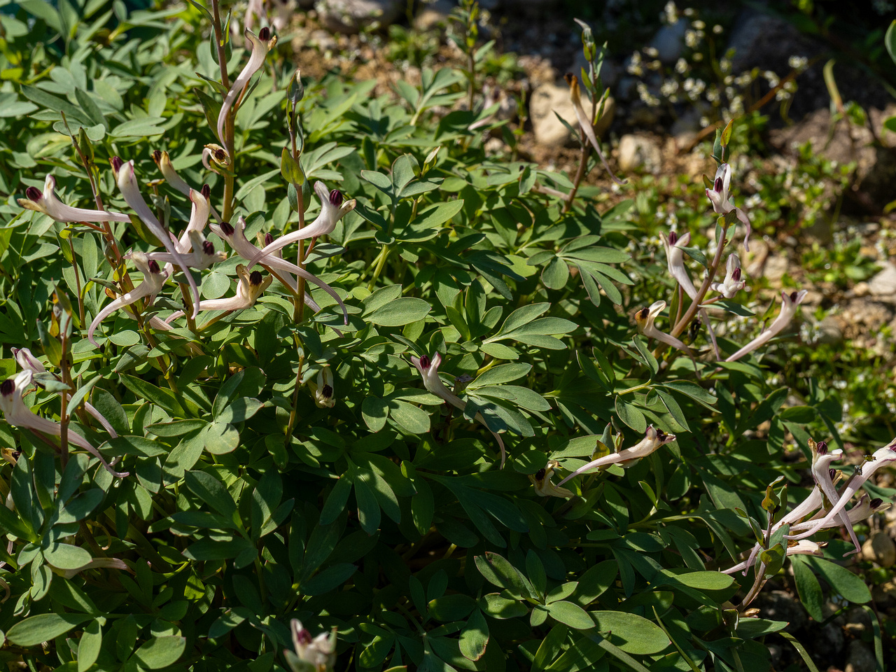 corydalis-schanginii_2025-04-26_1-6