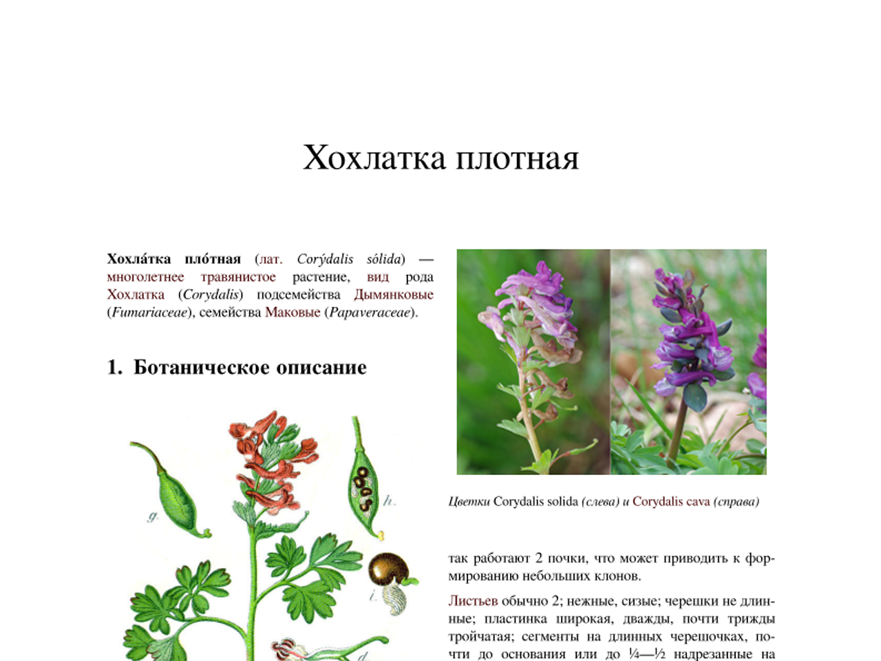Corydalis_solida_wiki_ru