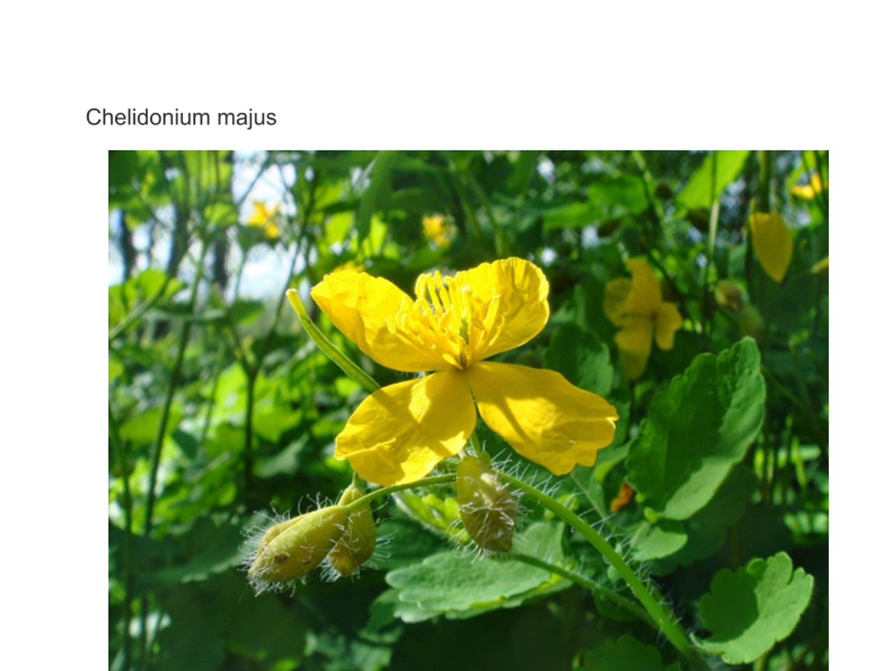 Chelidonium_majus_poisons