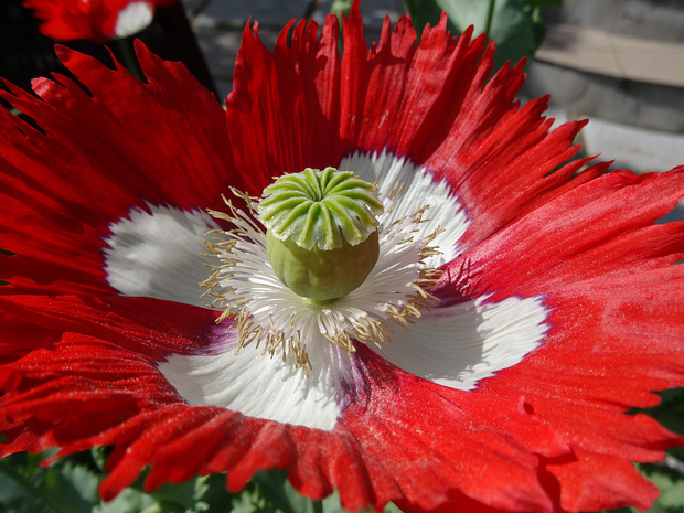 Маковые - Papaveraceae