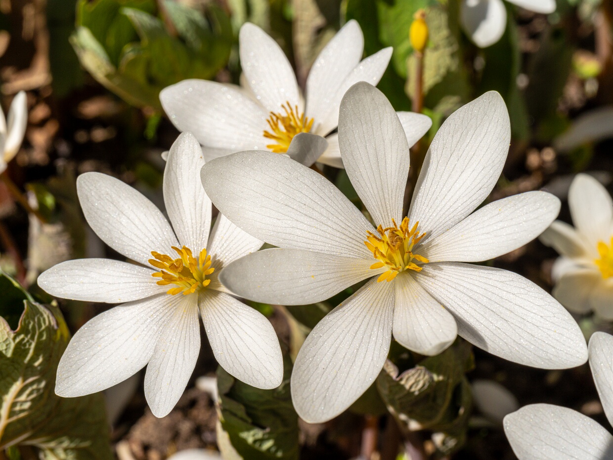 Сангинария канадская - Sanguinaria canadensis