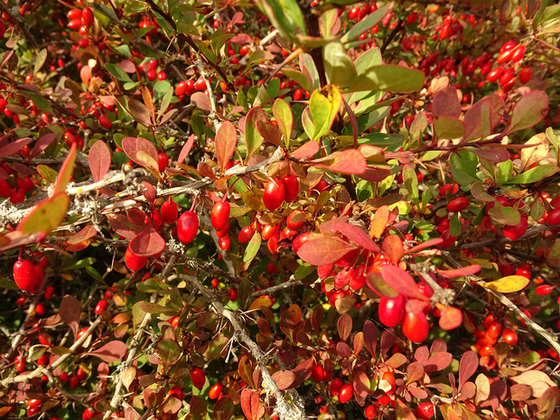 Барбарисовые - Berberidaceae The Berberidaceae are a family of 14 genera flowering plants commonly called the barberry family. This family is in the...