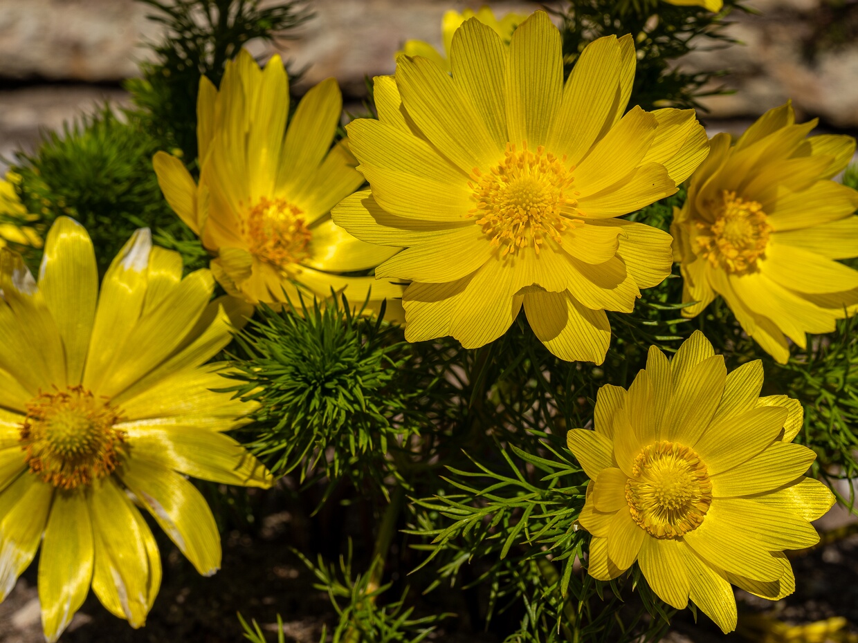 Лютиковые - Ranunculaceae Ranunculaceae (buttercup or crowfoot family; Latin rānunculus "little frog", from rāna "frog") is a family of over 2,000...