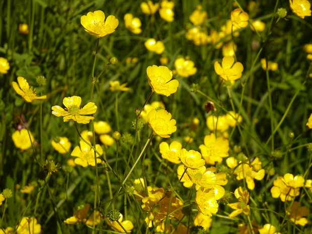 Лютиковые - Ranunculaceae Ranunculaceae (buttercup or crowfoot family; Latin rānunculus "little frog", from rāna "frog") is a family of over 2,000...