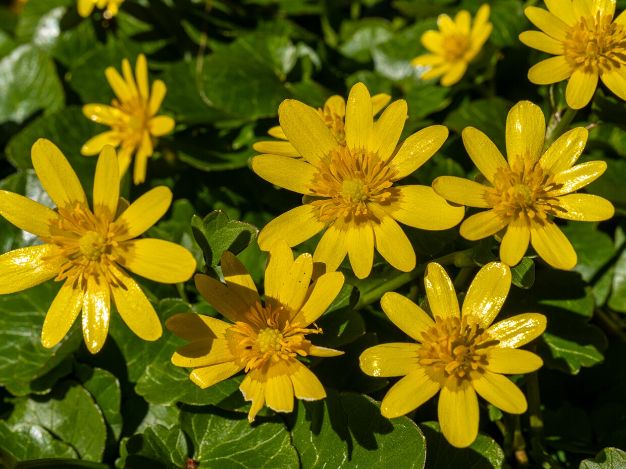 Лютиковые - Ranunculaceae Ranunculaceae (buttercup or crowfoot family; Latin rānunculus "little frog", from rāna "frog") is a family of over 2,000...