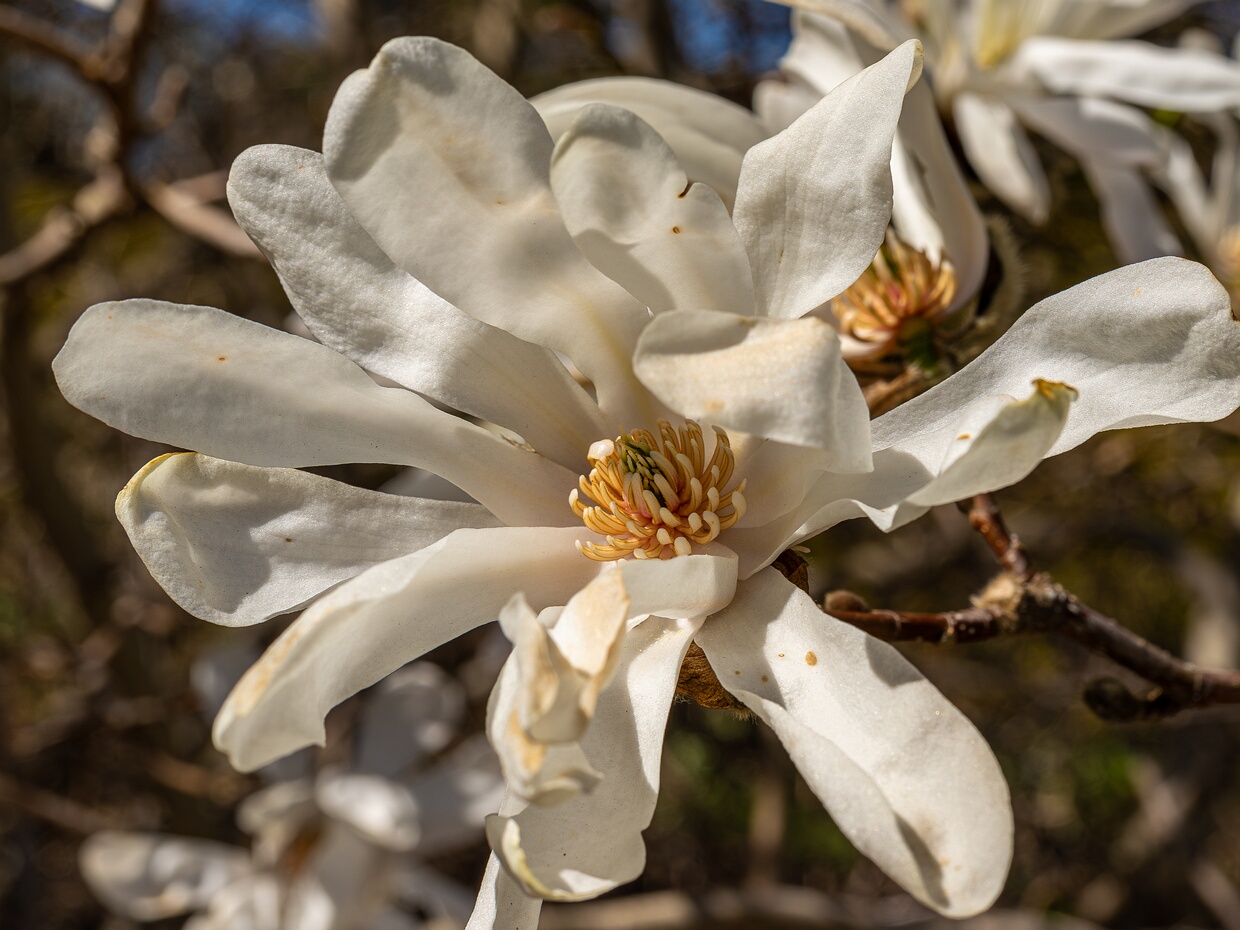 Магнолия звёздчатая - Magnolia stellata