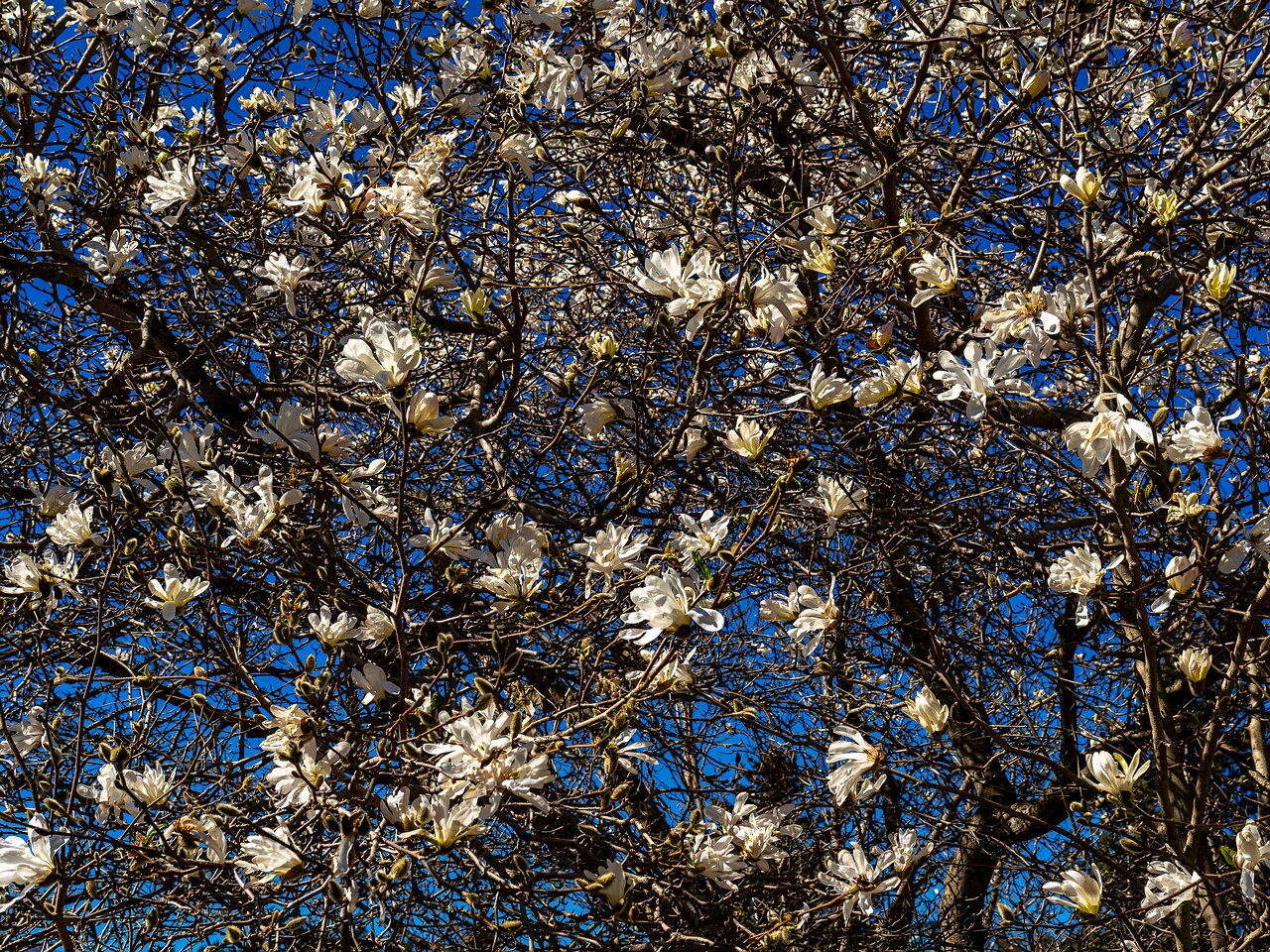 Magnolia stellata _2026-05-08_1-2