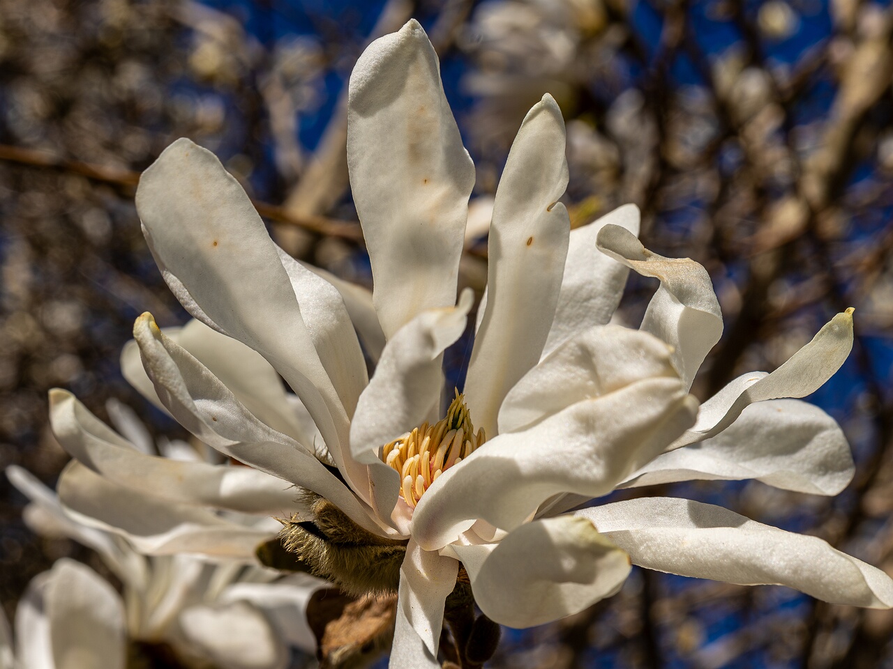 Magnolia stellata _2026-05-08_1-3