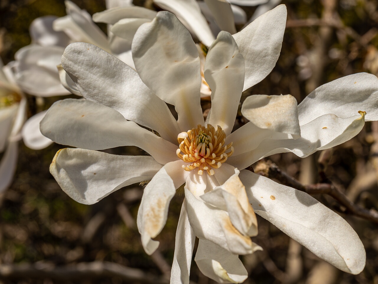 Magnolia stellata _2026-05-08_1-5