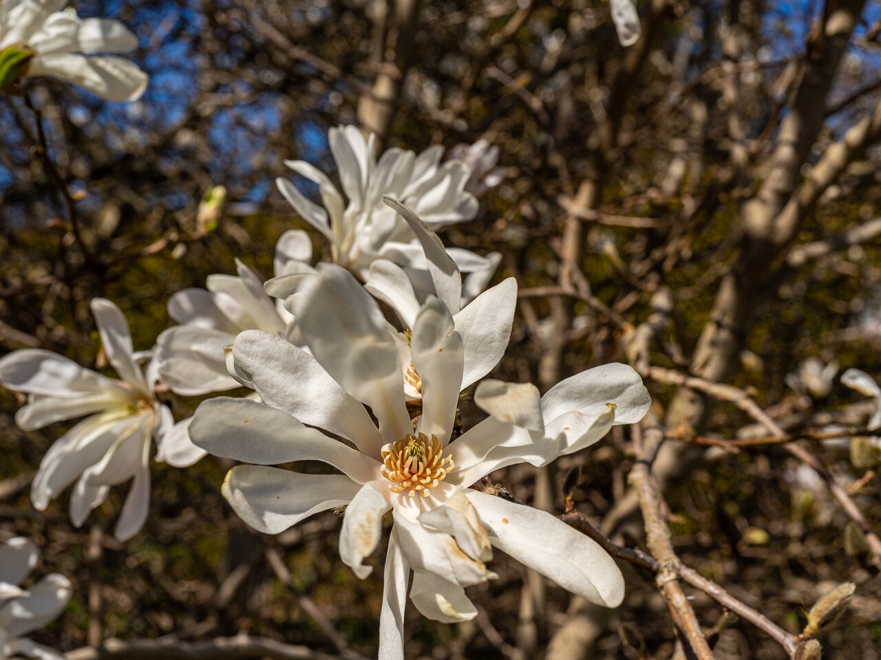 Magnolia stellata _2026-05-08_1-6