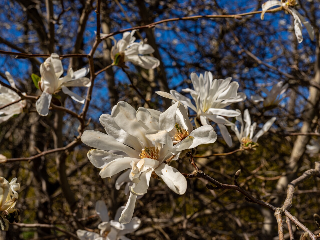 Magnolia stellata _2026-05-08_1-7