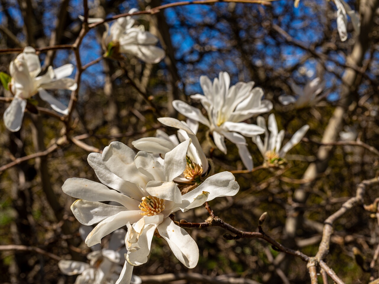 Magnolia stellata _2026-05-08_1-9