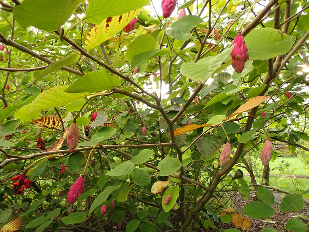 Магнолия Зибольда - Magnolia sieboldii
