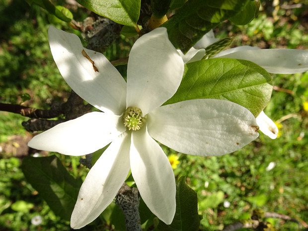 Магнолия кобус - Magnolia kobus