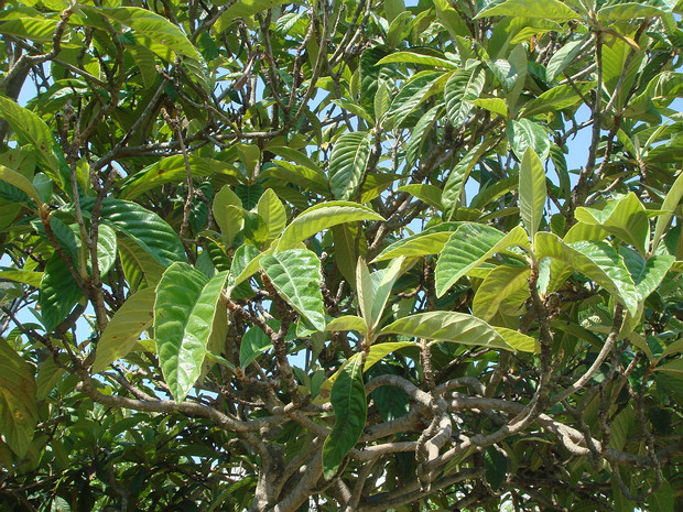 Магнолия крупноцветковая - Magnolia grandiflora