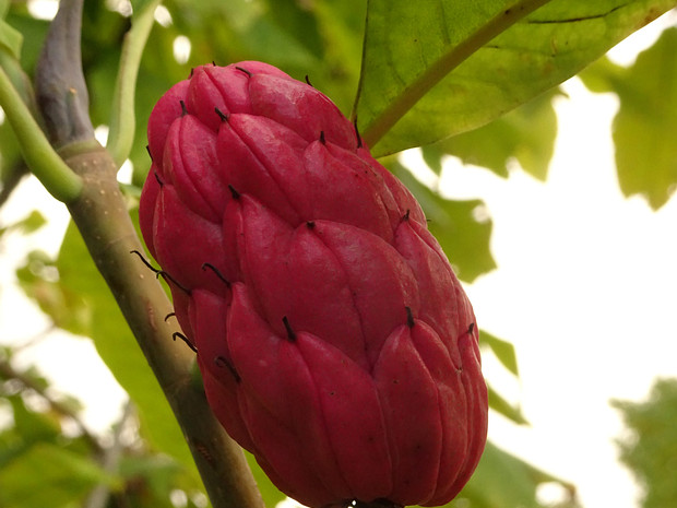 Магнолия трёхлепестная - Magnolia tripetala