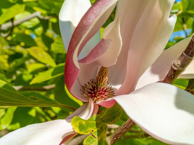 Магнолия x 'Красный Барон' - Magnolia x 'Red Baron'