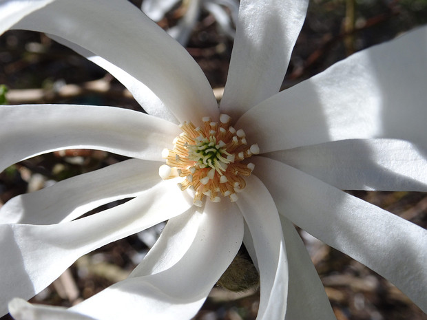 Магнолия x Лебнера белая форма - Magnolia x loebneri f. alba
