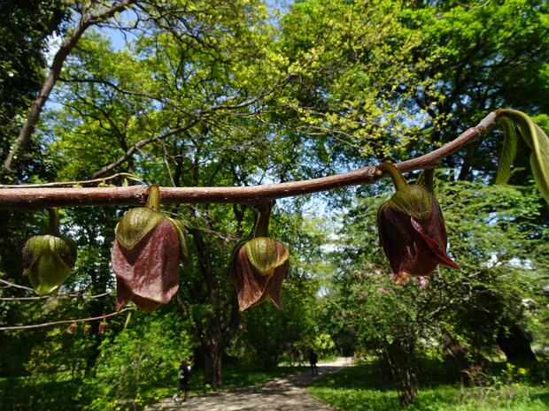 Анноновые - Annonaceae The Annonaceae are a family, the custard apple family, of flowering plants consisting of trees, shrubs, or rarely...
