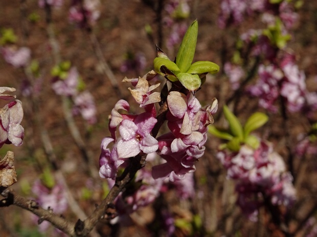 Волчеягодник обыкновенный - Daphne mezereum