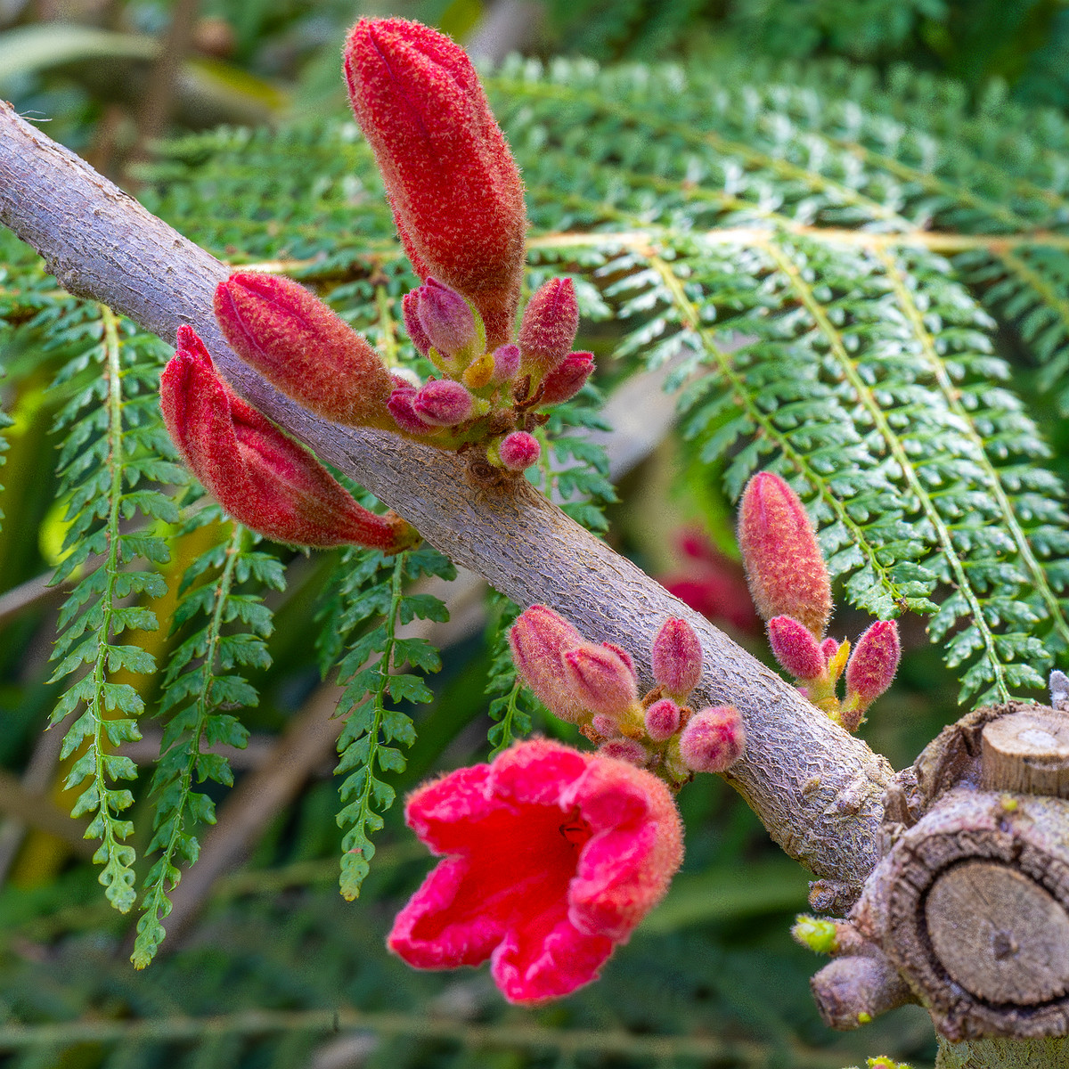 !tallinn_botanical_garden_palm_house_subtropics-1