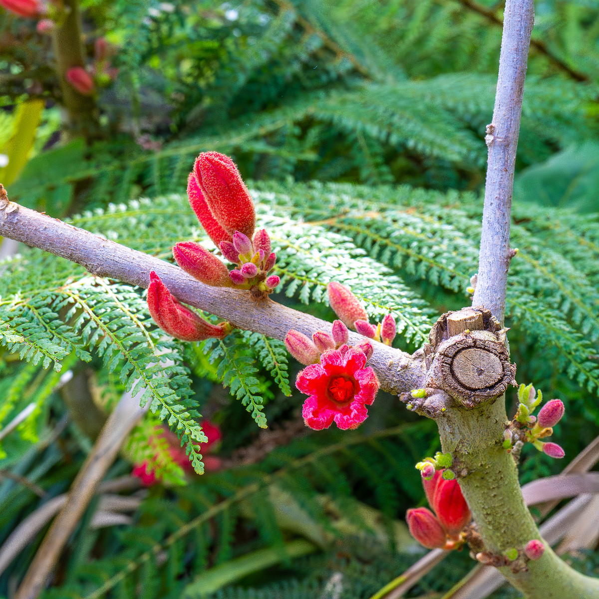 tallinn_botanical_garden_palm_house_subtropics-4