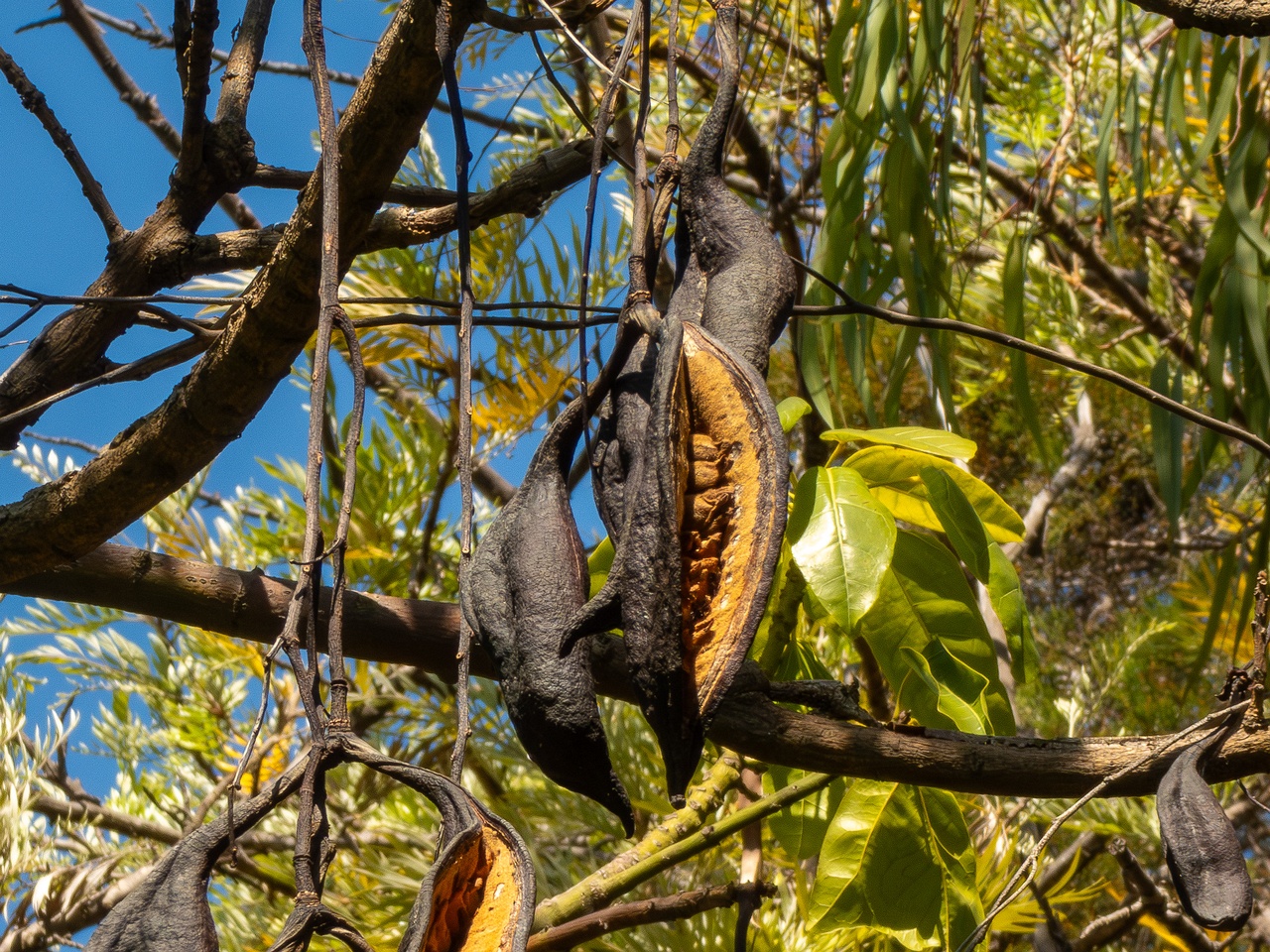 Brachychiton acerifolius _2025-05-13_1-1