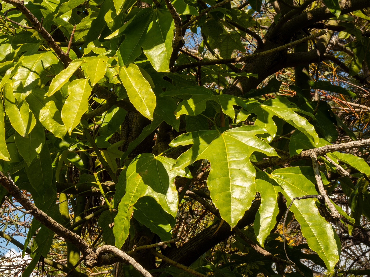 Brachychiton acerifolius _2025-05-13_1-3