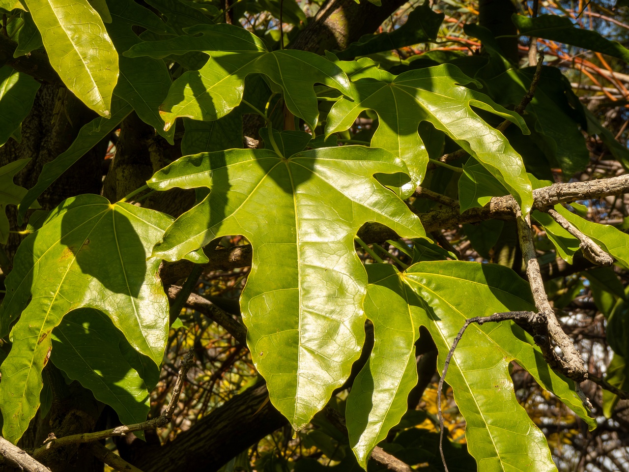 Brachychiton acerifolius _2025-05-13_1-4