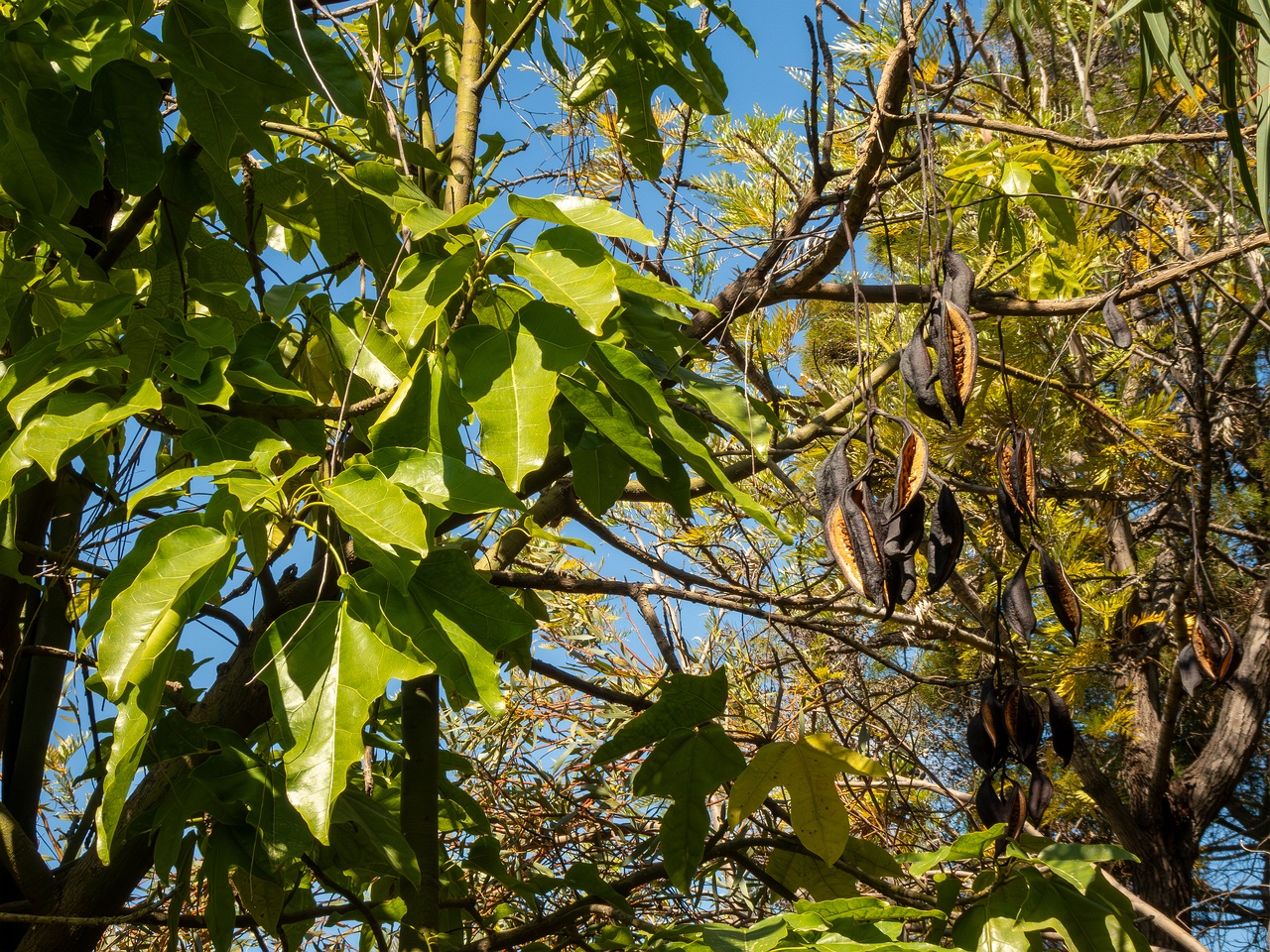 Brachychiton acerifolius _2025-05-13_1-5