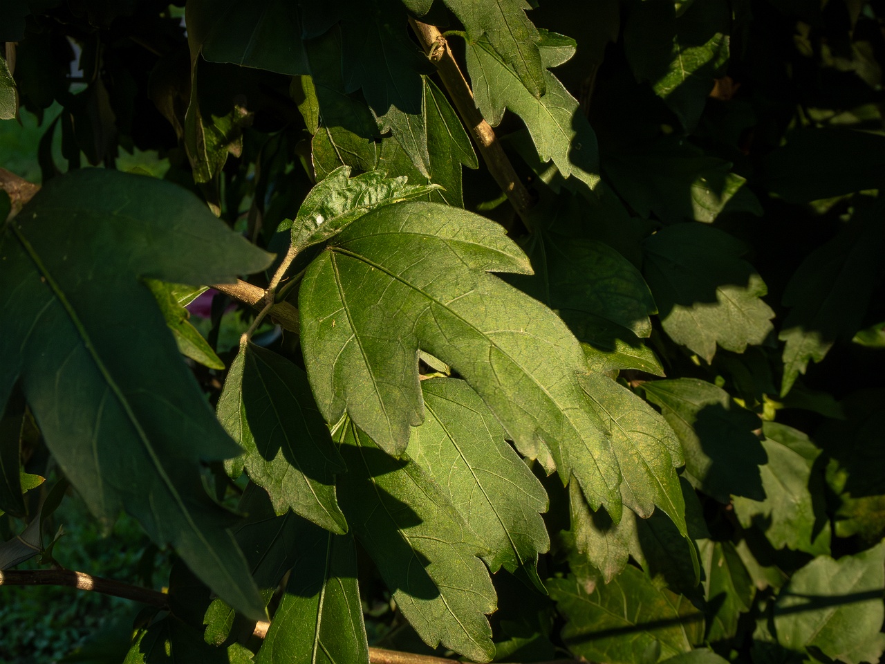 Hibiscus syriacus _2025-08-18_2-5