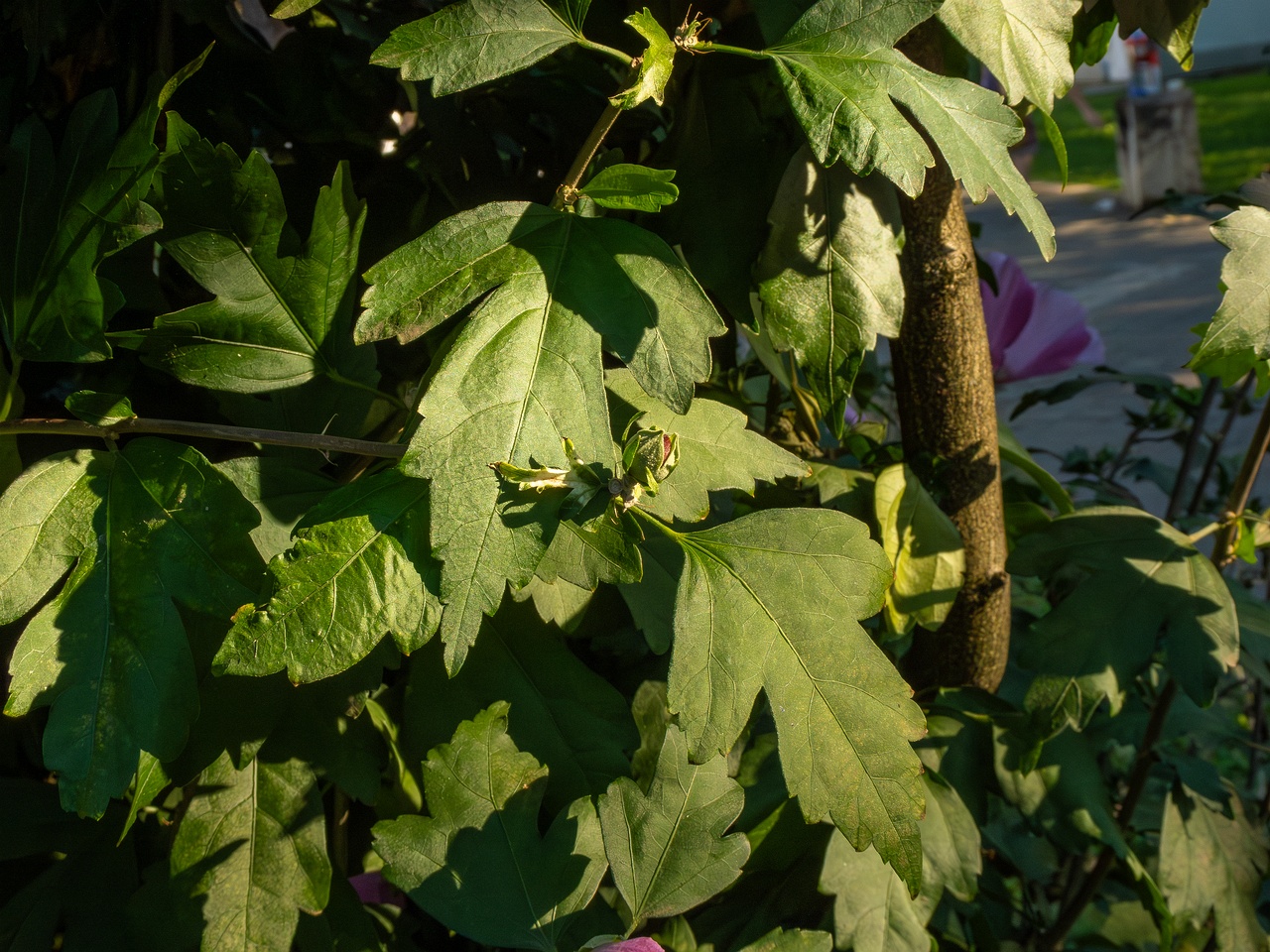 Hibiscus syriacus _2025-08-18_2-6