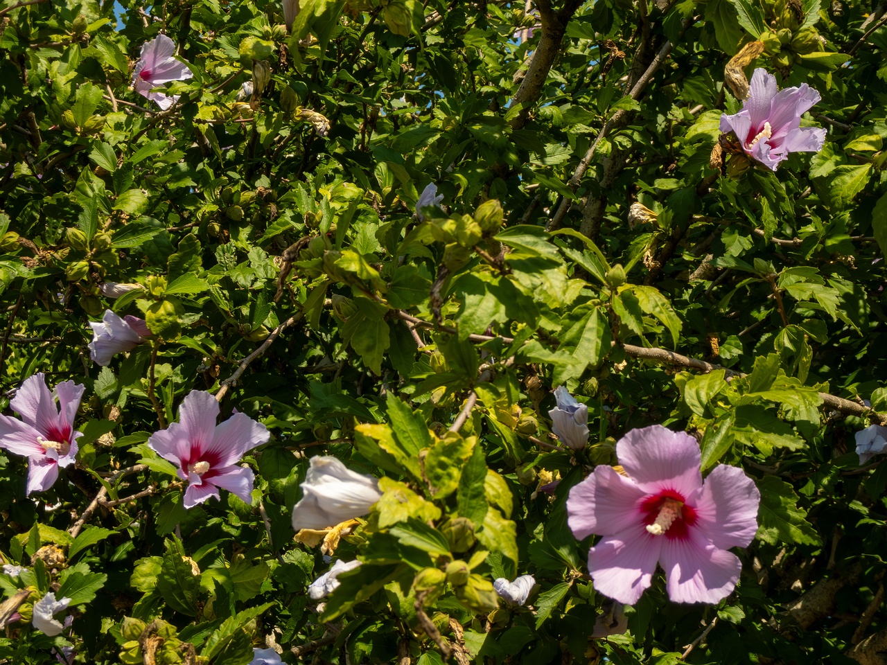 Hibiscus syriacus _2025-08-20_1-3