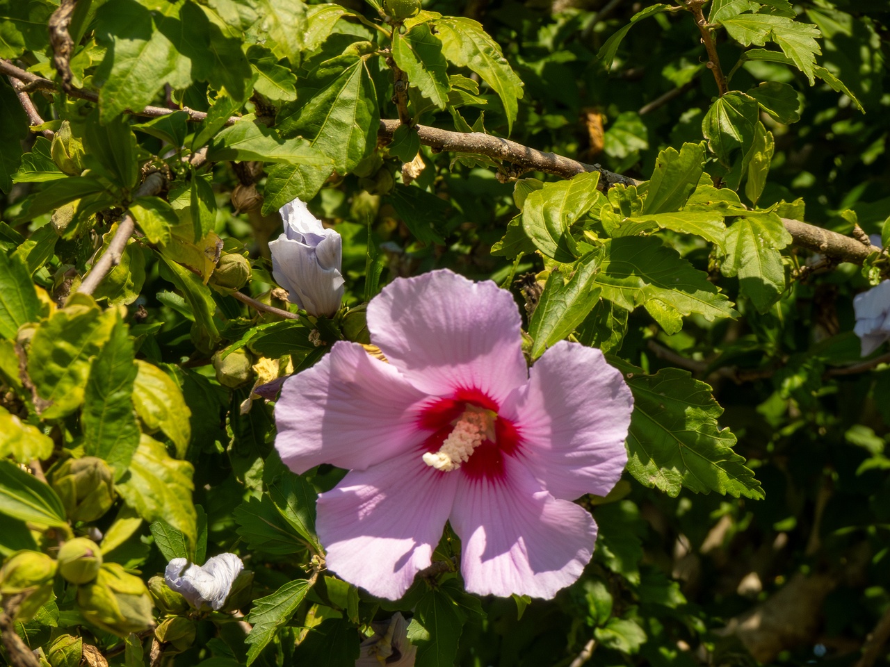 Hibiscus syriacus _2025-08-20_1-4