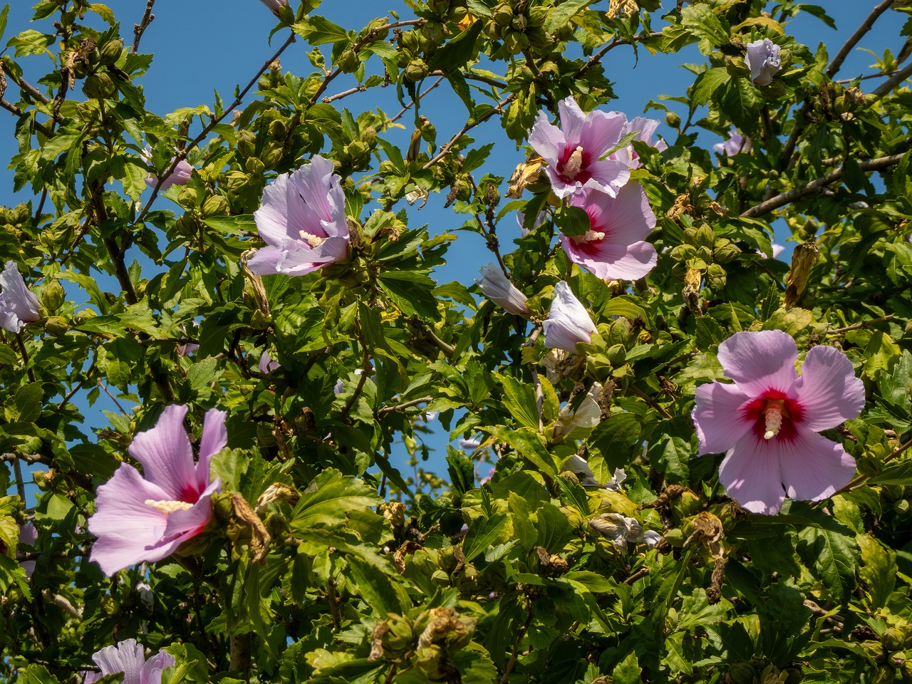 Hibiscus syriacus _2025-08-20_1-5
