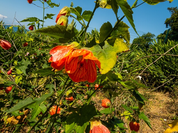 Канатник расписной - Abutilon pictum