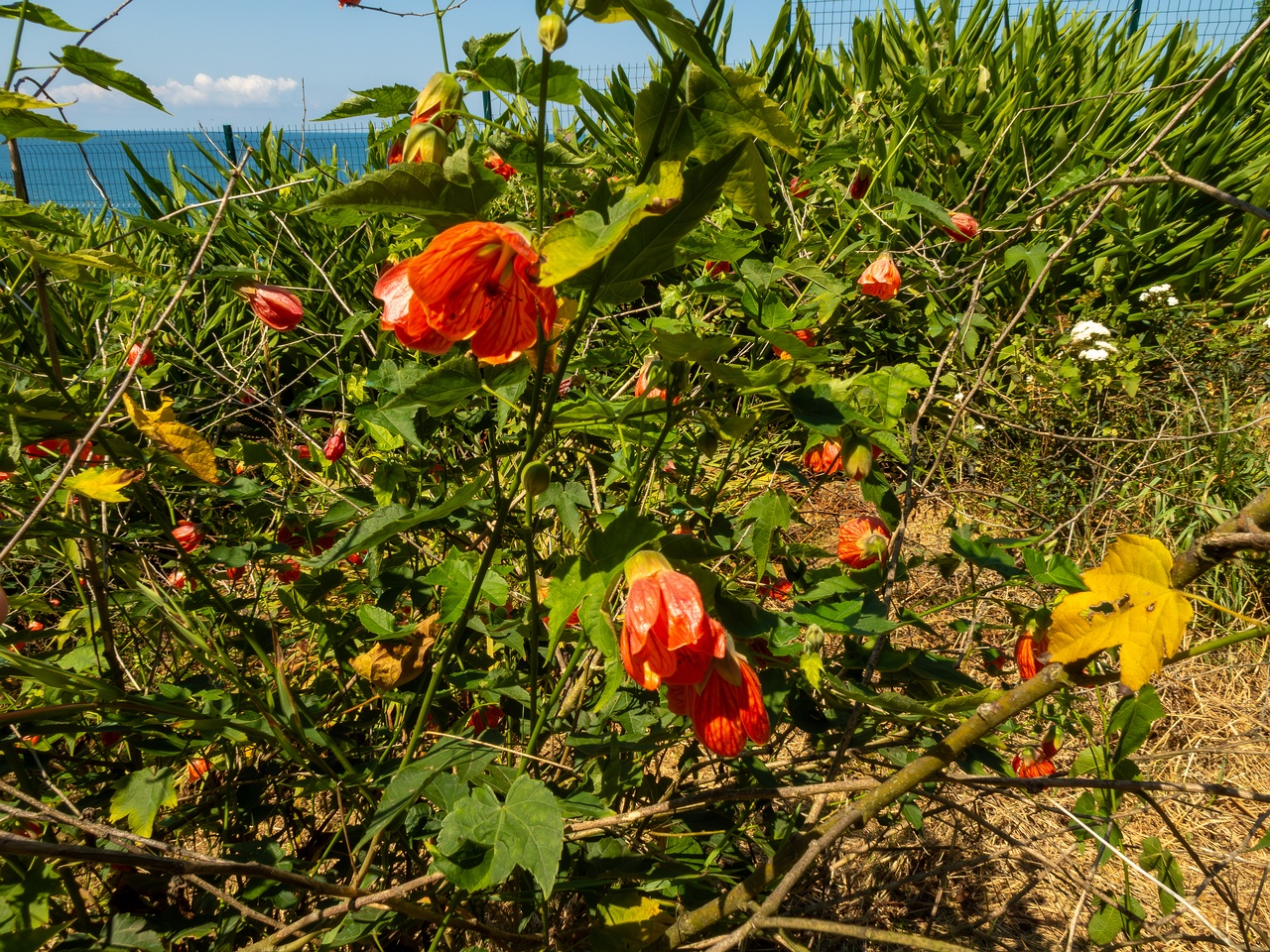 Abutilon pictum _2025-08-19_1-1