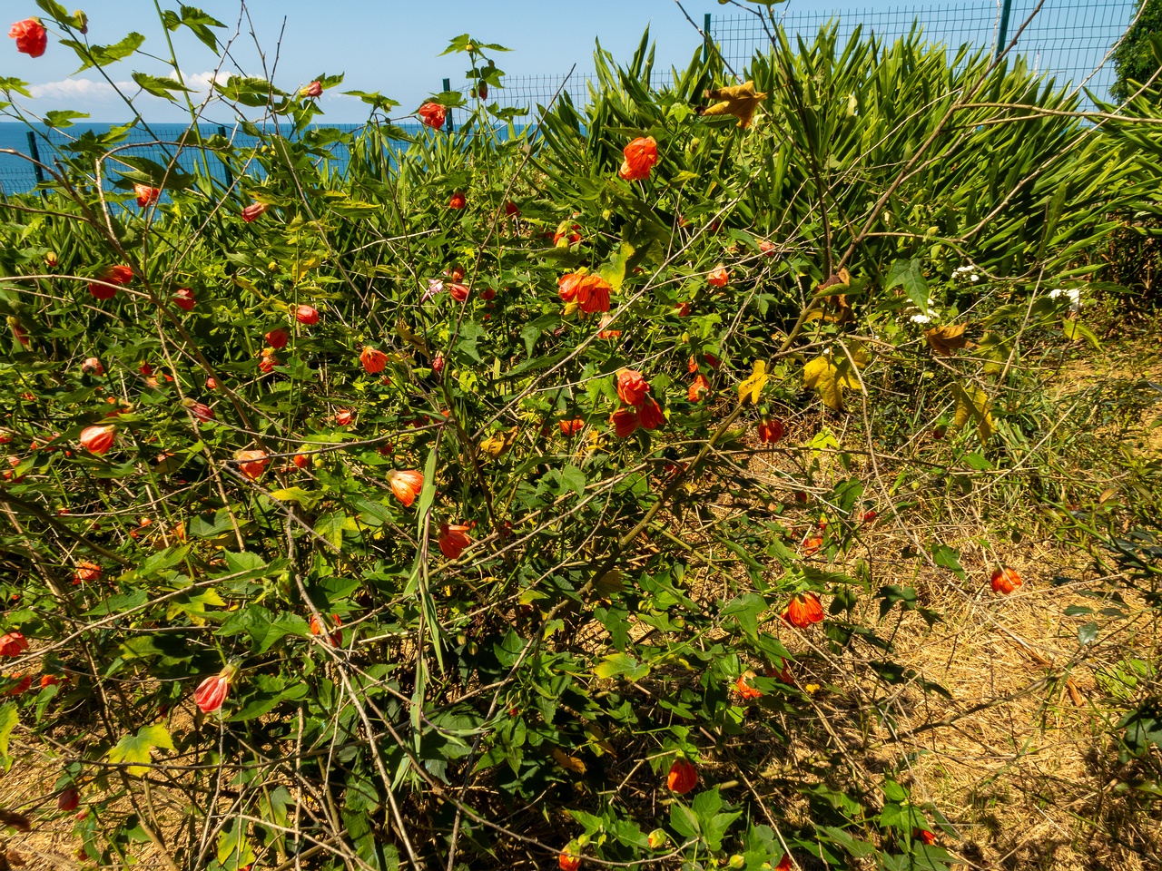 Abutilon pictum _2025-08-19_1-5