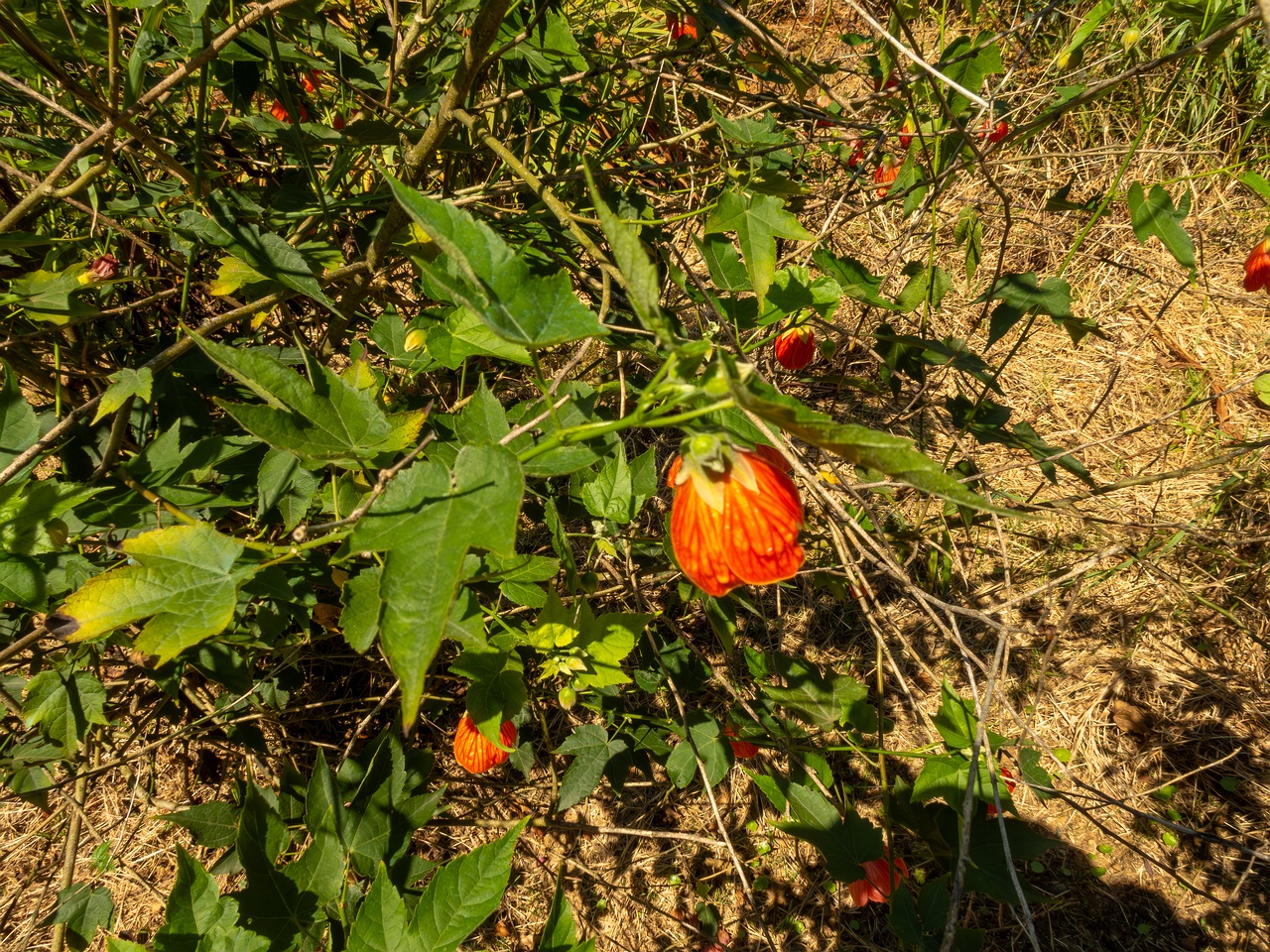 Abutilon pictum _2025-08-19_1-6