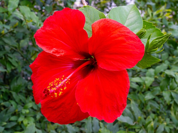 Гибискус китайский - Hibiscus rosa-sinensis