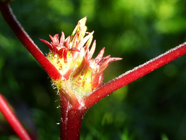 Гибискус сабдариффа - Hibiscus sabdariffa