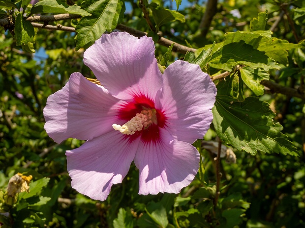 Гибискус сирийский - Hibiscus syriacus