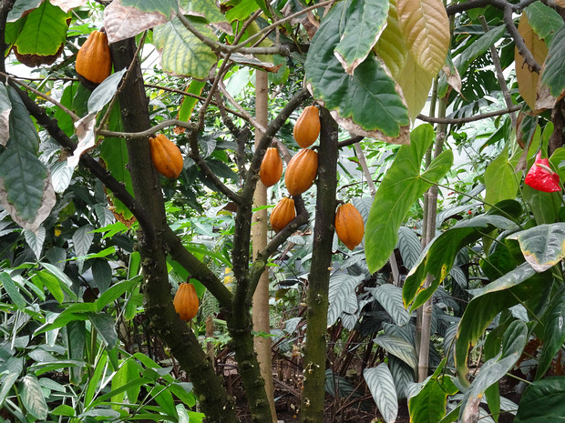 Какао, Шоколадное дерево - Theobroma cacao