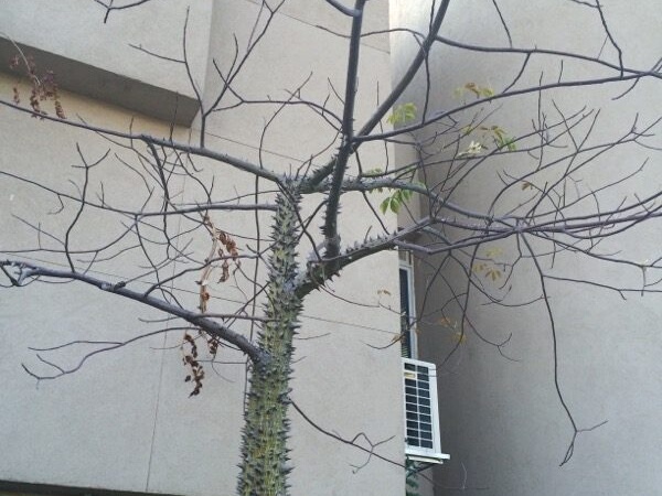 Сейба пятитычинковая - Ceiba pentandra