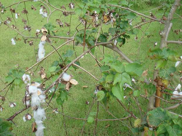 Хлопчатник древовидный - Gossypium arboreum