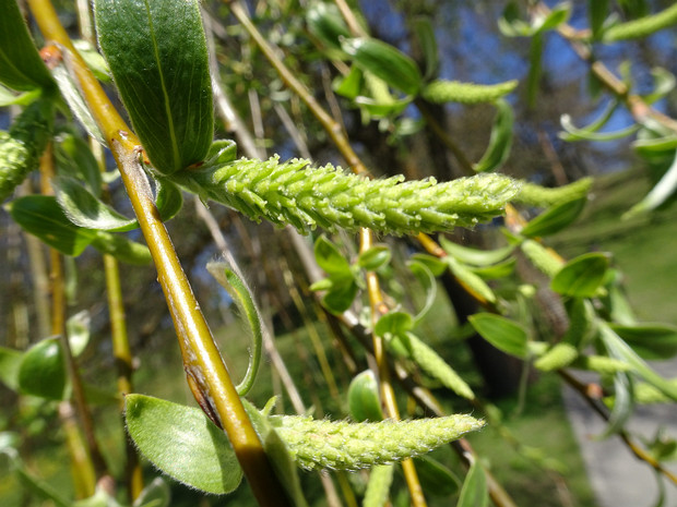 Ива белая разнв. шелковистая - Salix alba var. sericea